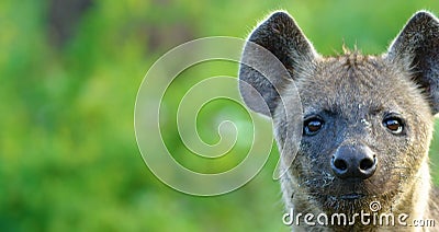 Hyena in hot Africa. Stock Photo