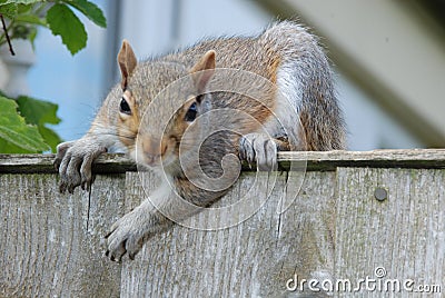 Hereâ€™s looking at you, says a grey squirrel Stock Photo