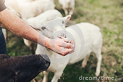 Here you go little fella. a unrecognizable farmer feeding a little lamb with his hand outside on a farm during the day. Stock Photo