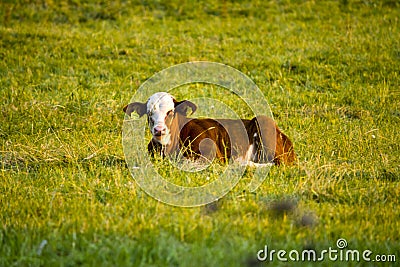 A Hereford calf lying down in a field in Hesse, Germany Stock Photo