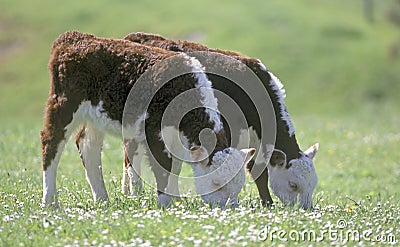 Hereford calves twins grazing Stock Photo