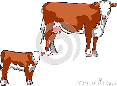 Hereford cattle Vector Illustration