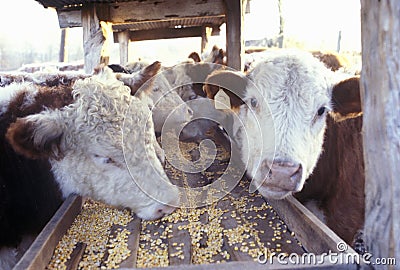 Hereford cattle feeding, MO Stock Photo
