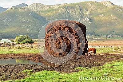 A Hereford cow grazing from a grape pomace heap Stock Photo