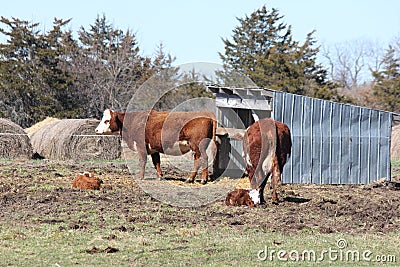 Hereford Cows & Calves Stock Photo