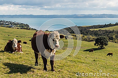 Hereford cows grazing on meadow Stock Photo