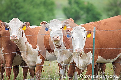 Hereford Cows Stock Photo