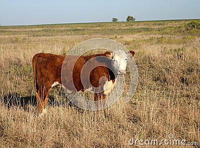 Hereford Heifer Stock Photo