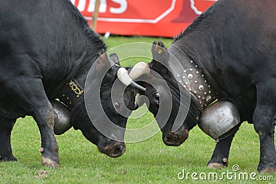 Herens Cattle / Cow Fighting Stock Photo