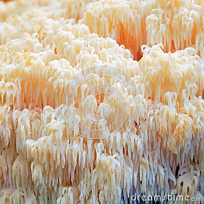 Hericium erinaceus fungus Stock Photo