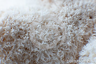 Hericium erinaceus mushroom monkey head mushroom, bearded tooth fungus, bearded hedgehog mushroom Stock Photo