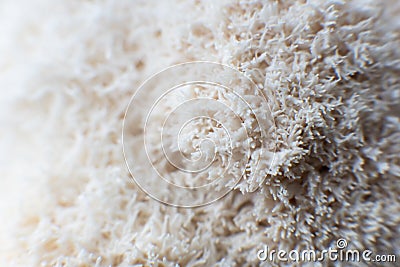 Hericium erinaceus mushroom monkey head mushroom, bearded tooth fungus, Stock Photo