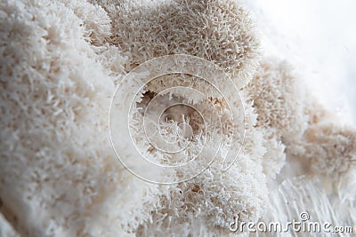 Hericium erinaceus mushroom monkey head mushroom, bearded tooth fungus, bearded hedgehog mushroom Stock Photo