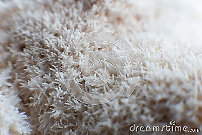 Hericium erinaceus mushroom monkey head mushroom, bearded tooth fungus, bearded hedgehog mushroom Stock Photo