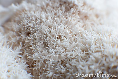 Hericium erinaceus mushroom monkey head mushroom, bearded tooth fungus, Stock Photo