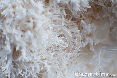 Hericium erinaceus mushroom monkey head mushroom, bearded tooth fungus, Stock Photo