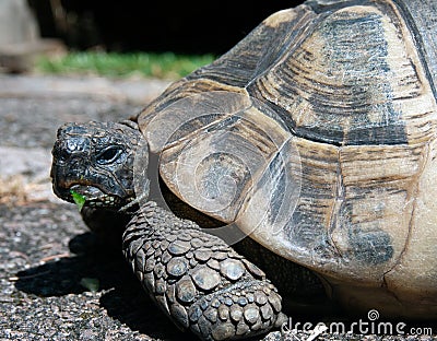 Herman's Tortoise in an English garden Stock Photo