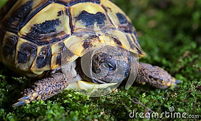 Herman`s turtle on the green moss Stock Photo