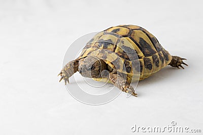 Herman`s turtle, Testudo hermanni isolated on white Stock Photo