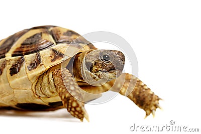 Herman tortoise Stock Photo