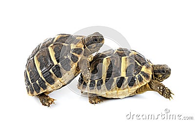 Hermann s tortoise in studio Stock Photo