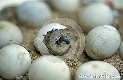 Hermann`s Tortoise, testudo hermanni, Baby Hatching from Egg Stock Photo