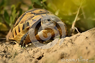 Hermann`s Tortoise - Testudo hermanni on the graas in Romania Stock Photo