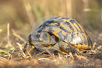 Hermann's tortoise (Testudo hermanni) in Grassy Environment Ital Stock Photo