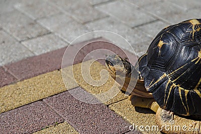 Hermann`s tortoise Testudo hermanni on the middle of the road. Turtle walking on asphalt road. Stock Photo