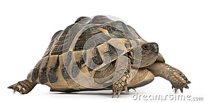 Hermann's tortoise, Testudo hermanni, walking Stock Photo