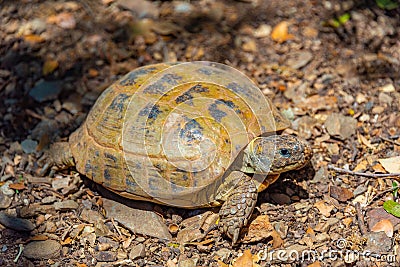 Hermann tortoise at Albera reproduction center, Spain Stock Photo