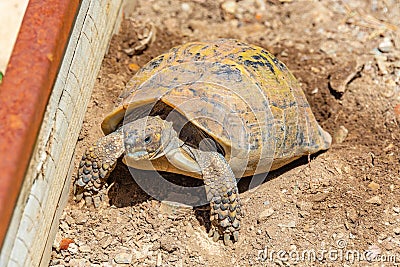 Hermann tortoise at Albera reproduction center, Spain Stock Photo