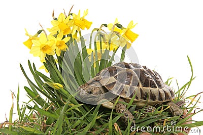 Hermann tortoise in daffodils Stock Photo