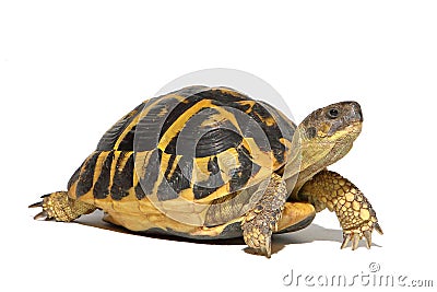 Hermann tortoise, tortule from southern France Stock Photo