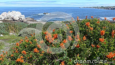 Hermanus, South Africa. Walk the Cliff Path to Grotto Beach and enjoy the view. Stock Photo