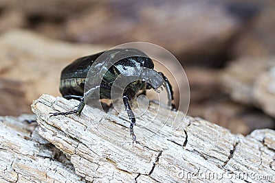 Hermit beetle (Osmoderma eremita) Stock Photo