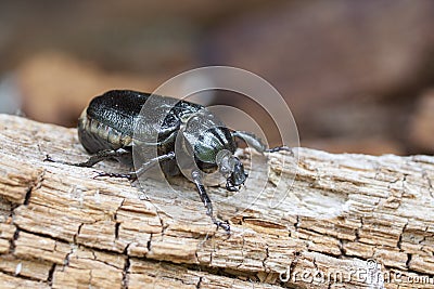 Hermit beetle on rotten vood Stock Photo