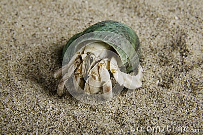 Hermit Crab 2 Stock Photo