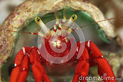 Hermit Crab Stock Photo
