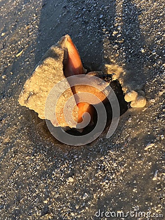 Hermit Crab in Borrowed Shell on the Beach Stock Photo