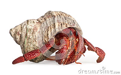 Hermit crab - Coenobita perlatus Stock Photo