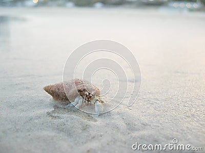 Hermit crab crawling on the sand. Hua Hin beach, Thailand. Stock Photo