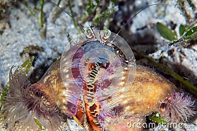 A hermit crab Dardanus sp. has a symbiotic relationship with anemones Calliactis polypus Stock Photo
