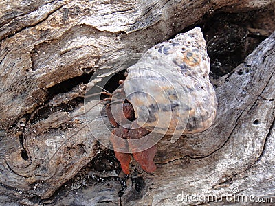 Hermit Crab Stock Photo