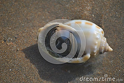 Hermit Crab Stock Photo