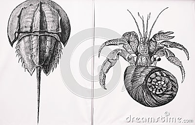 Hermit crab and Horseshoe crab illustration Cartoon Illustration