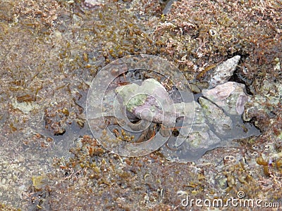 Hermit crab in the sea Stock Photo
