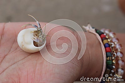 Hermit crab Select focus Diogenes, pagurian, soldier crab on hand Stock Photo