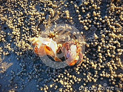 Hermit crab at Tanjung Sepat beach Stock Photo