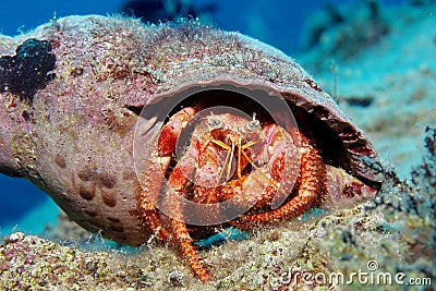 Hermit Crab in Triton Shell Stock Photo